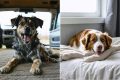 Split-view image of a rescued dog's transformation from anxious and scared in a shelter to relaxed and content in a homely environment after CBD oil treatment.