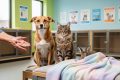 A friendly dog and tabby cat greet a volunteer in a bright Winnipeg pet rescue shelter, with another small adoptable pet nearby.